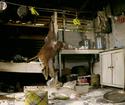 ape orangutan GIF by Head Like an Orange