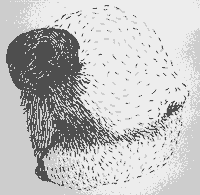 dog illustration GIF by Li-Anne Dias