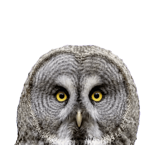 Eyes Waiting Sticker