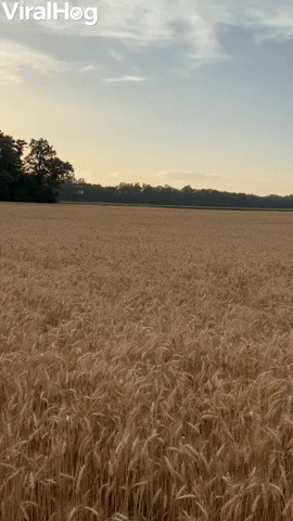 Australian Shepherd Frolics in the Wheat Field