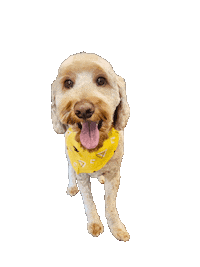 Golden Doodle Kebab Sticker by Bastian the Talking Terrier