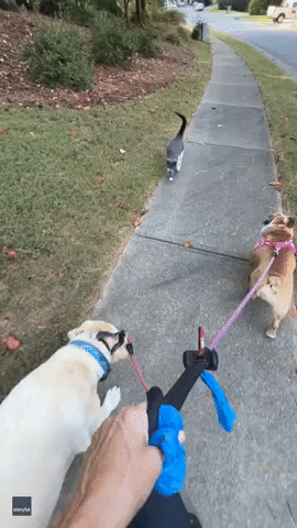 Georgia Cat Joins Neighbor for Daily Dog Walks