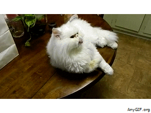 licking persian cat GIF