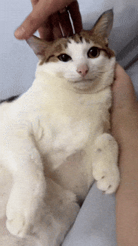 Cat Ohio GIF