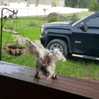 Dancing Bird GIF