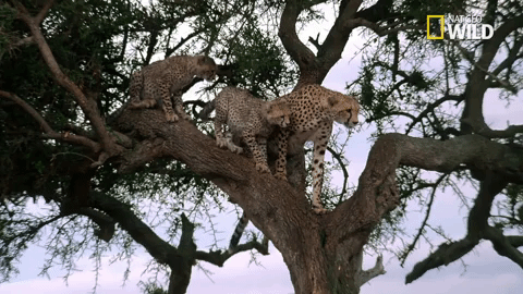 savage kingdom big cat week GIF by Nat Geo Wild