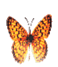 animation library STICKER