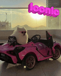hilariadulcinea diva cute dog iconic pomeranian GIF