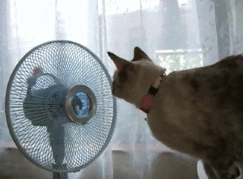 Video gif. House cat spins their head in endless circles as they follow a pair of small white spheres being pushed inside of an electric fan.