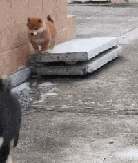 cuteanimalland giphyupload GIF