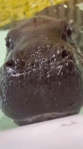 San Francisco Zoo Welcomes Adorable New Pygmy Hippo