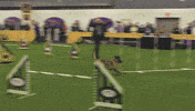 dog GIF by Westminster Kennel Club