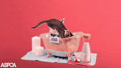 Cold Weather Cat GIF by ASPCA
