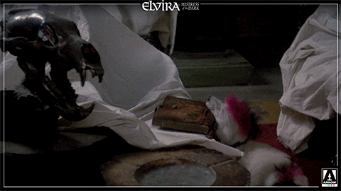 elvira mistress of the dark dog GIF by Arrow Video