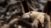 symphony for our world GIF by Nat Geo Wild 