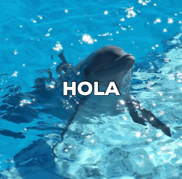TheDolphinCo giphygifmaker giphygifmakermobile GIF