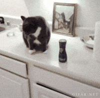cus GIF