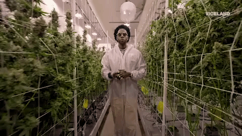 cannabis GIF by MOST EXPENSIVEST