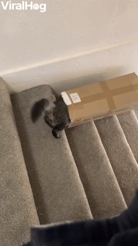 Cardboard Box Taxis Kitty Downstairs