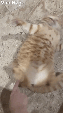 Fish The Cat Swings In Favorite Fighting Stance GIF by ViralHog