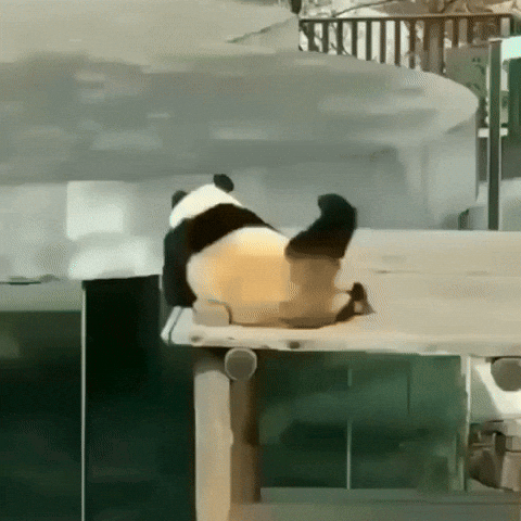 cuteanimalland giphyupload GIF