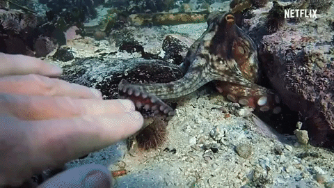 FranceInter giphygifmaker netflix pieuvre octopuss GIF