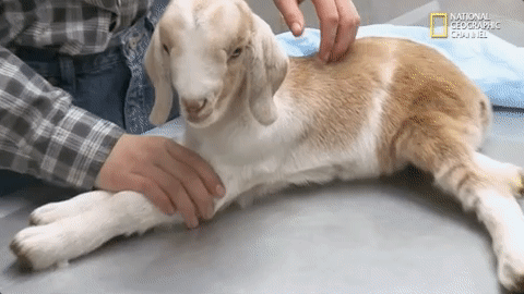 the incredible dr pol season 12 episode 6 GIF by Nat Geo Wild 