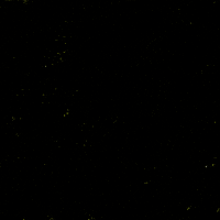 Digital art gif. The words "He lost. They lied. And still are. Hold them accountable," appear line by line in start white, all-caps font against a black, yellow-specked background.