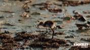 Look Out GIF by PBS
