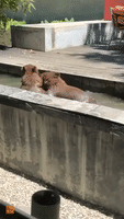 Playful Bear Cubs Splash Around in Neighbor’s Water Feature