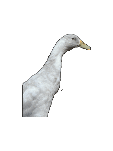 Sticker Duck Sticker