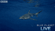 bbc one blue planet 2 GIF by BBC