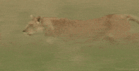 big cats lion GIF by Head Like an Orange