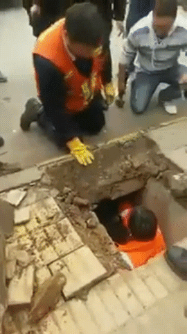 dog sewer GIF