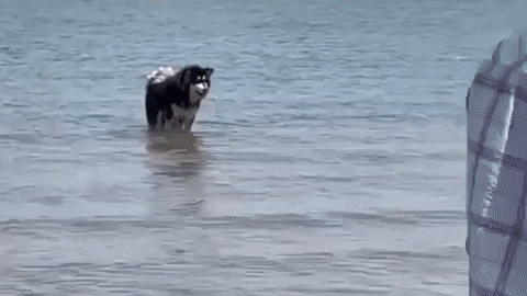 cuteanimalland giphyupload GIF