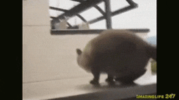 cat fail GIF