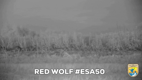 Red Wolf Running GIF by U.S. Fish and Wildlife Service
