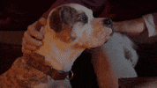 winter love story dog GIF by Hallmark Channel