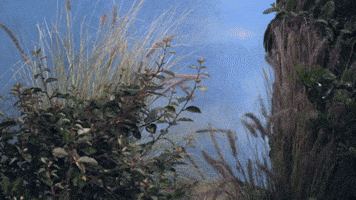 Hiding Lurk GIF by Christina Grimmie Foundation