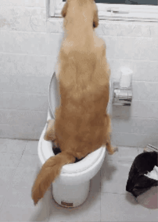 cuteanimalland giphygifmaker GIF