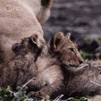 Baby Animal Family GIF by Nature on PBS