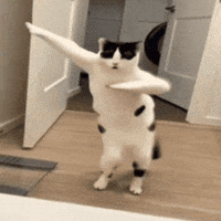 Dance Dancing GIF