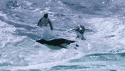 penguins swimming GIF