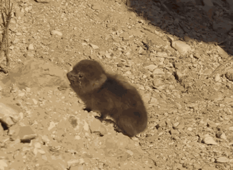 elephants GIF