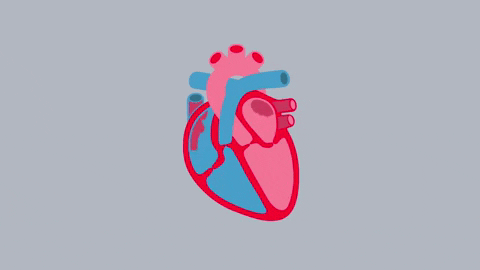 bhfsocialmedia giphygifmaker heart diagram pumping heart GIF
