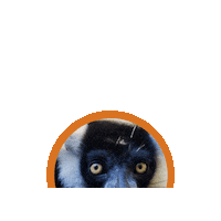 HHPZOO  Sticker
