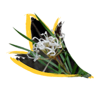 Endangered Species Australia Sticker by NSW Department of Planning, Industry and Environment