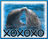 dolphins GIF