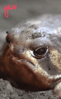 Mood Yawn GIF