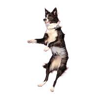 nestlecam one purina purina one visiblemente más saludable Sticker